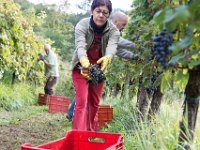 2015 reportage-8 : Friuli, Paesaggio, Vendemmia